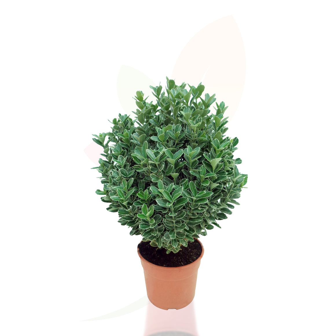 EVONIMO - EUONYMUS JAPONICUS ALBO 50/70 CM ALTO