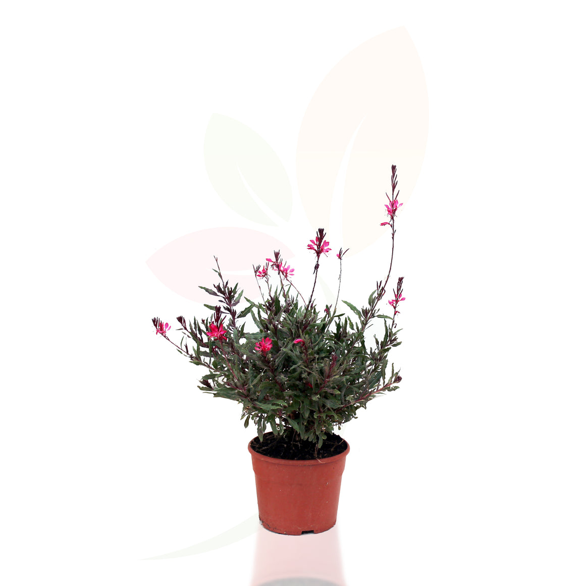 GAURA BEAUTY ROSA SCURO 30/50 CM DI ALTEZZA