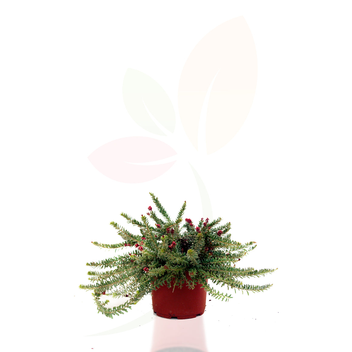 GREVILLEA MOUNT TAMBORITA 30/50 CM ALTO