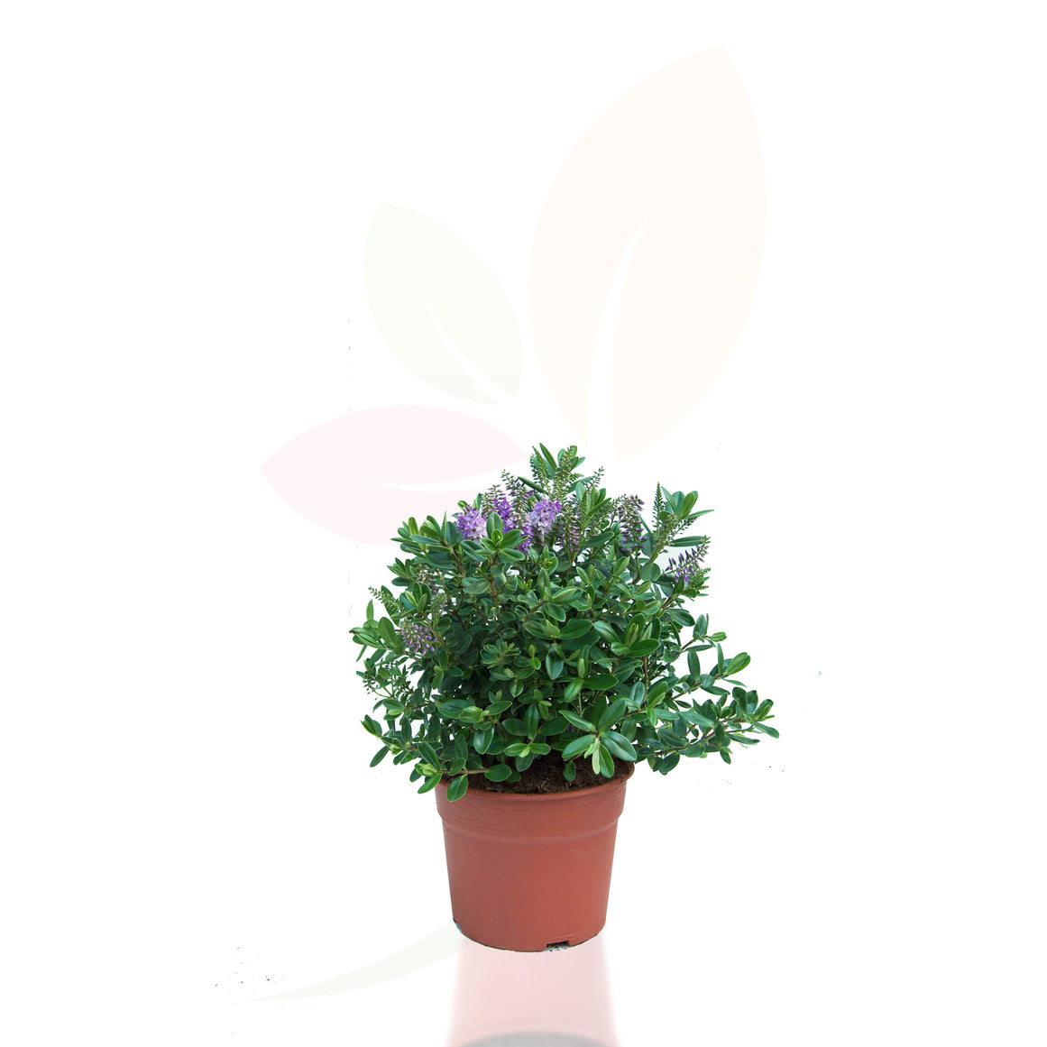 HEBE VERONICA VERDE 40/50 CM ALTO