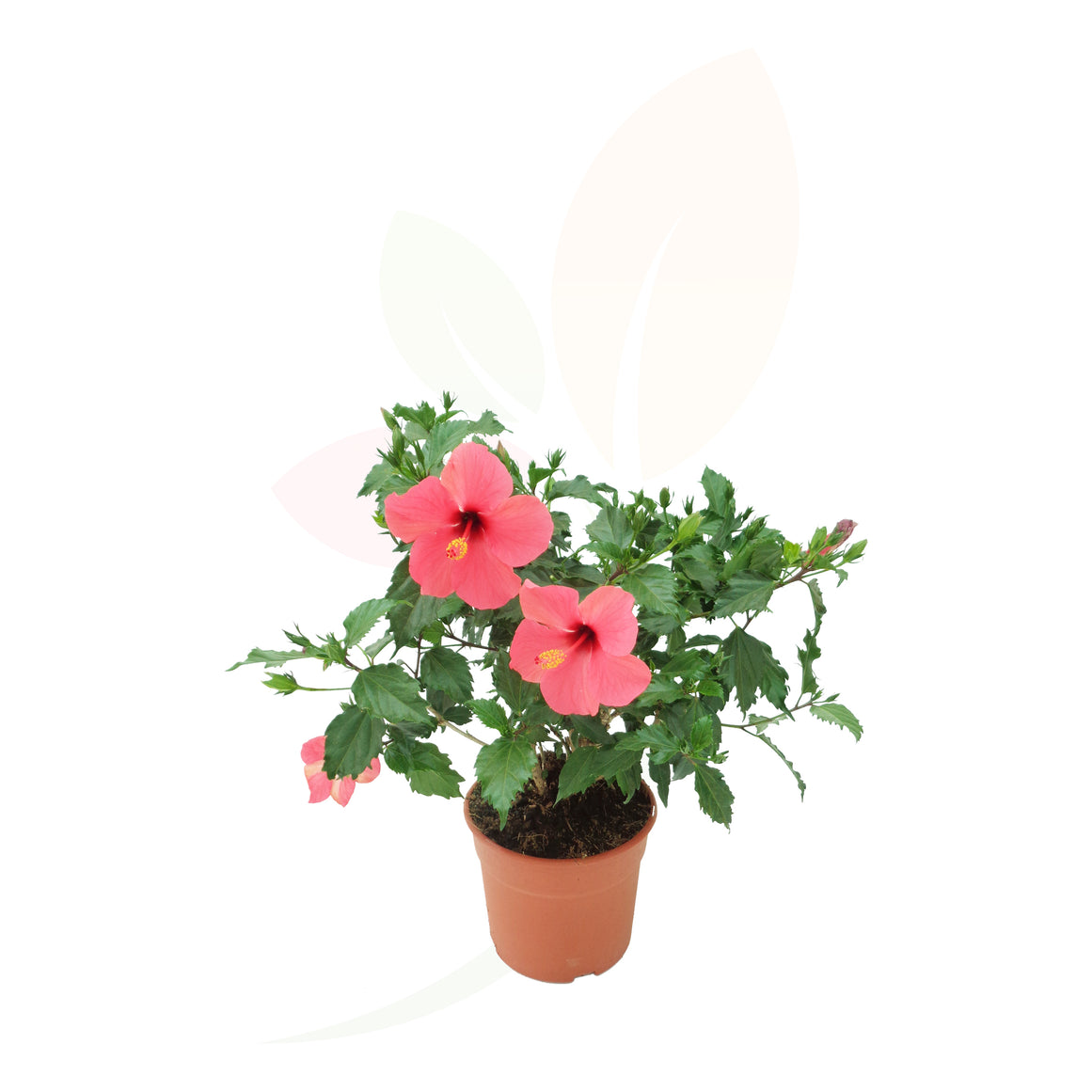 HIBISCUS ROJO 30/50 CM ALTO