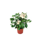 IBISCO BIANCO ALTEZZA 30/50 CM