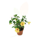Hibiscus jaune de 30 à 50 cm de haut