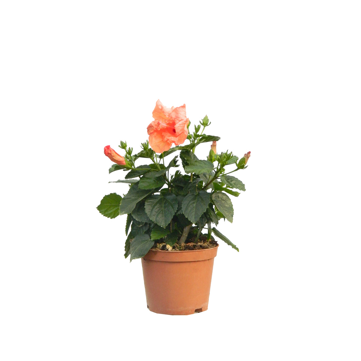 IBISCO ARANCIONE 30/50 CM DI ALTEZZA