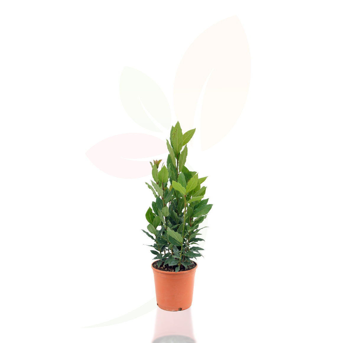 ALLORO - NOBILIS 40/60 CM DI ALTEZZA