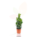 ALLORO - NOBILIS 40/60 CM DI ALTEZZA
