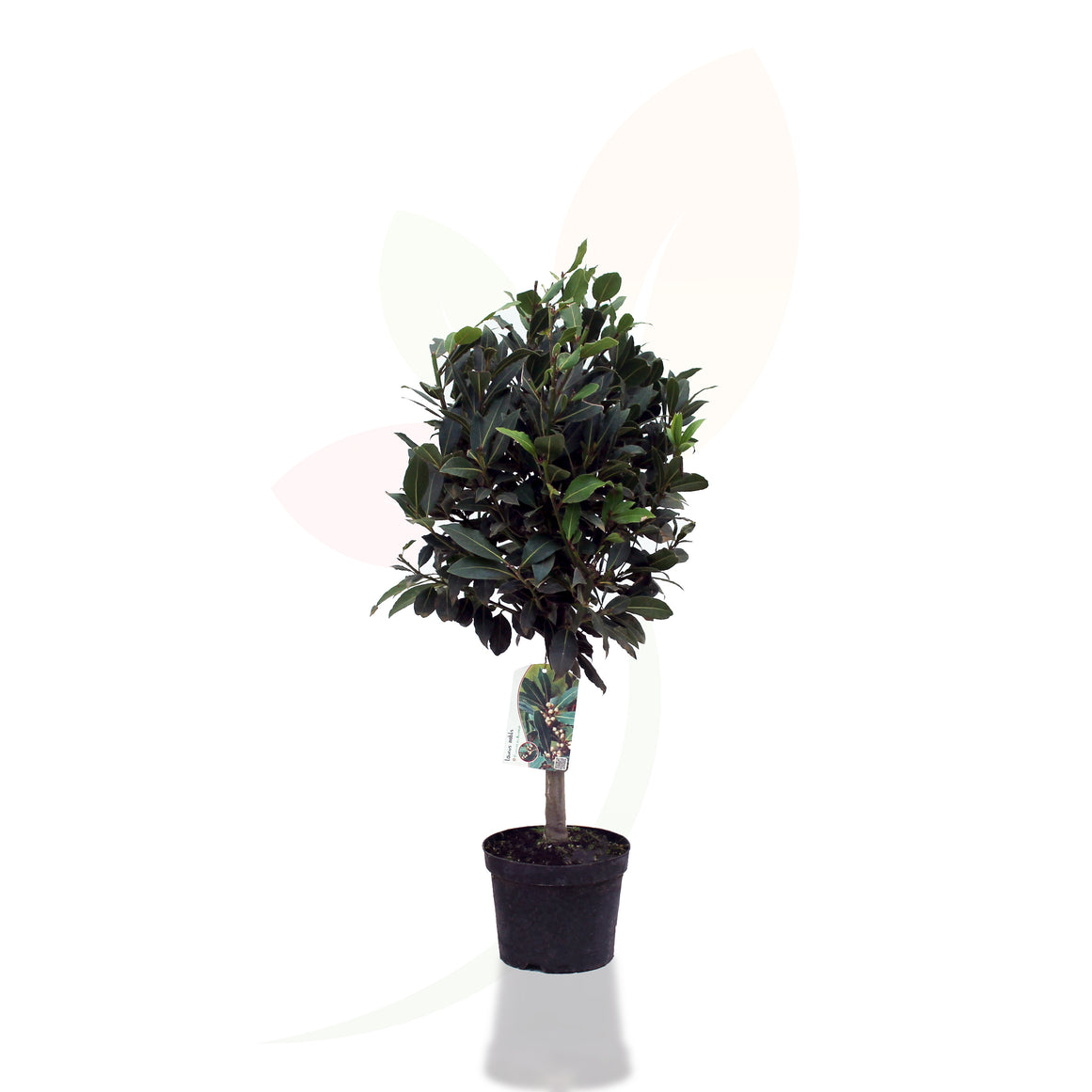 LAUREL - NOBILIS COPA 60/80 CM ALTO