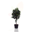 LAUREL - NOBILIS COPA 60/80 CM ALTO