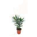 OLEANDRO BIANCO ALTEZZA 30/50 CM