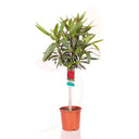 ADELFA ROJO COPA 110 CM ALTO