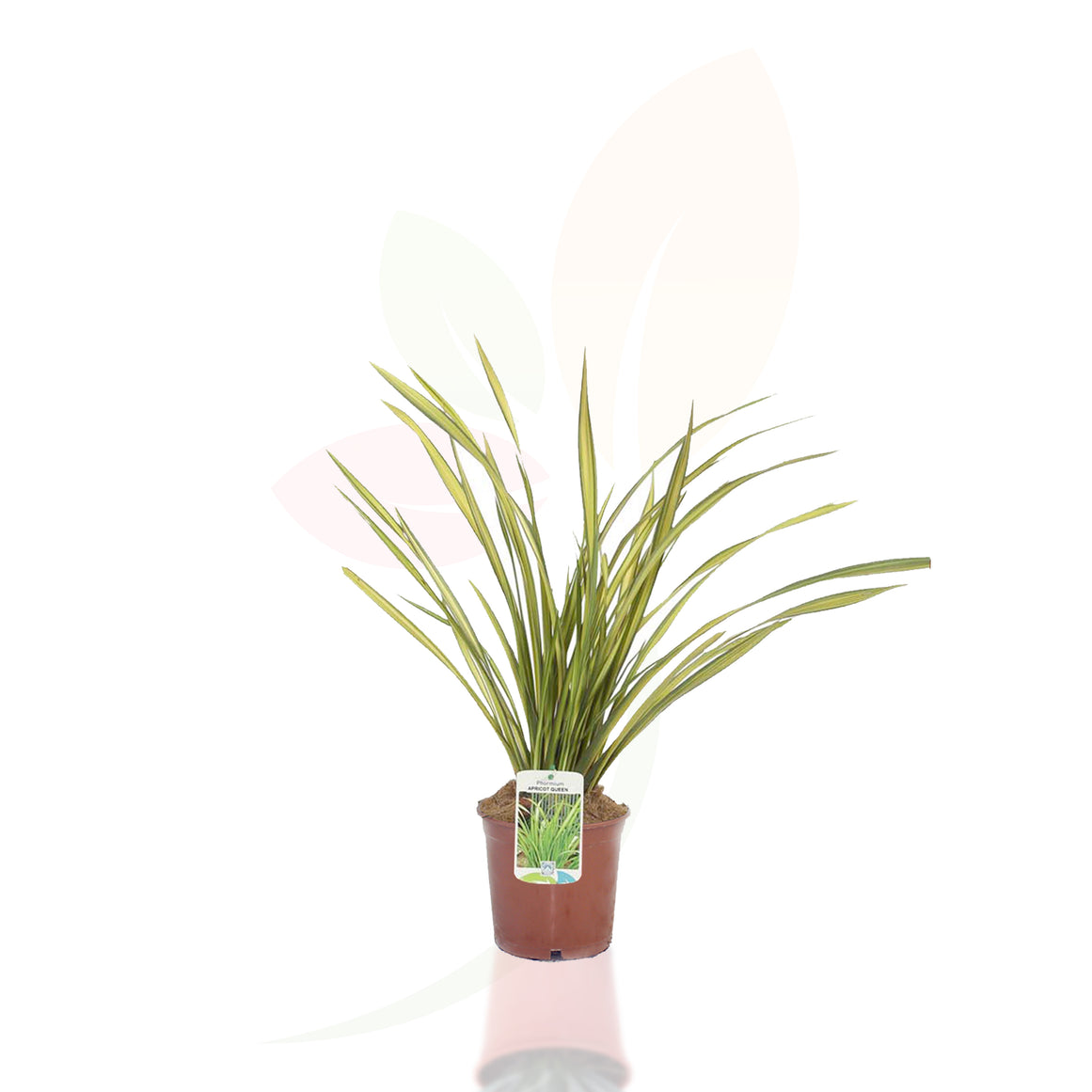 LINO DE NUEVA ZELANDA - PHORMIUM APRICOT 30/50 CM ALTO
