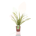 LINO DE NUEVA ZELANDA - PHORMIUM APRICOT 30/50 CM ALTO