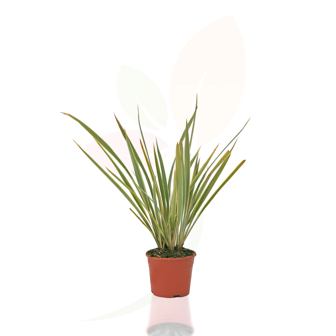 LINO DE NUEVA ZELANDA - TENAX VARIEGATA 30/50 CM ALTO 