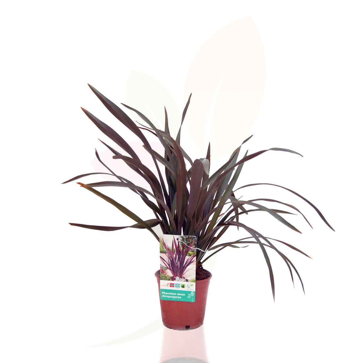 LINO DE NUEVA ZELANDA - TENAX ATROPURPUREA 30/50 CM ALTO