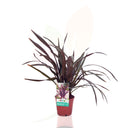 LINO DE NUEVA ZELANDA - TENAX ATROPURPUREA 30/50 CM ALTO