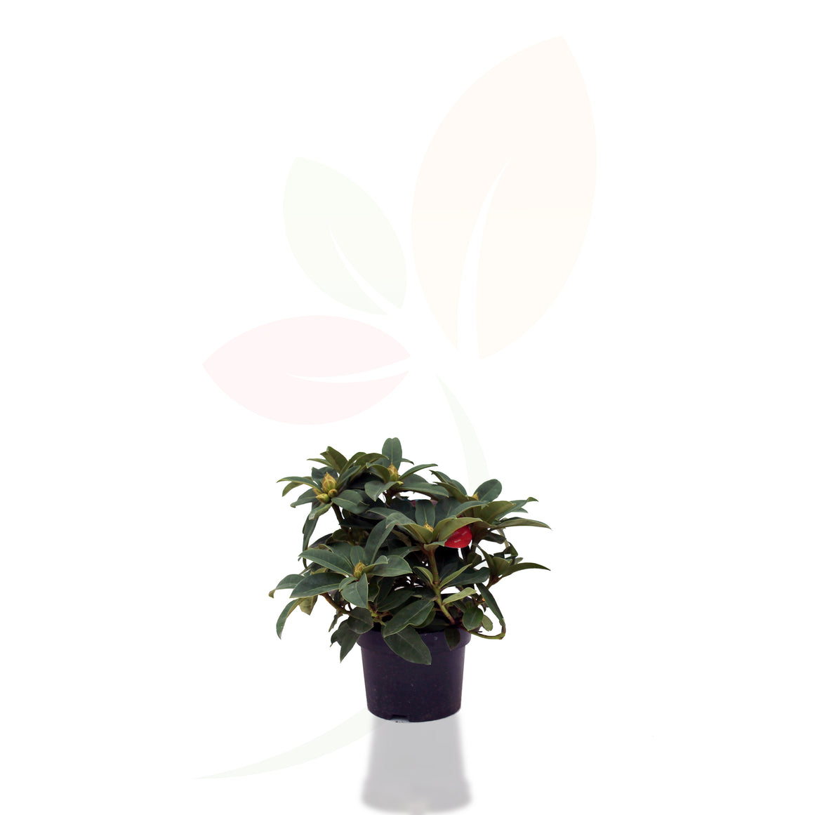 AZALEA RHODODENDRON HIBRIDO 30/40 CM ALTO