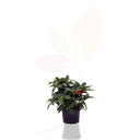 AZALEA RHODODENDRON HIBRIDO 30/40 CM ALTO
