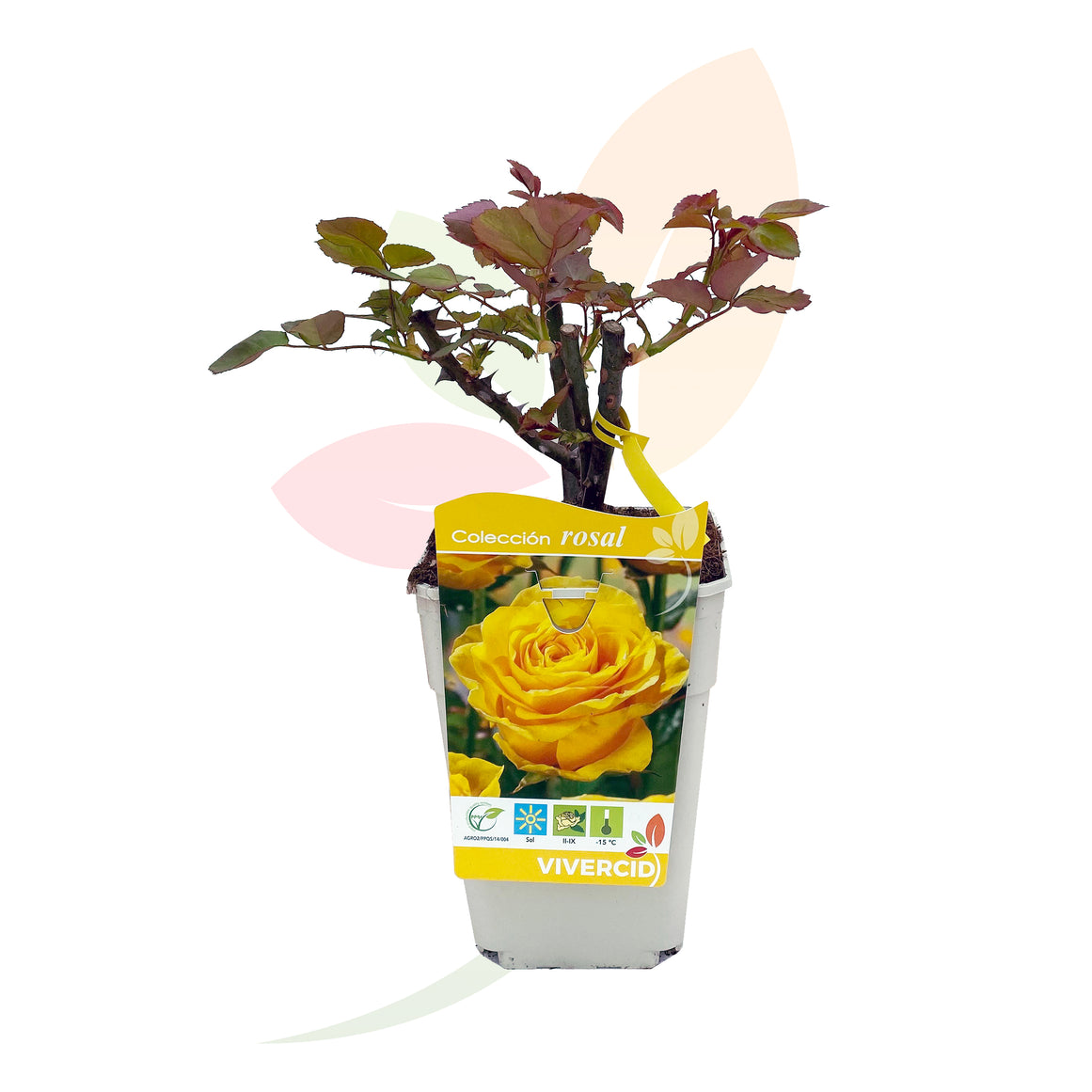 Rosaio giallo basso, alto 30/50 cm