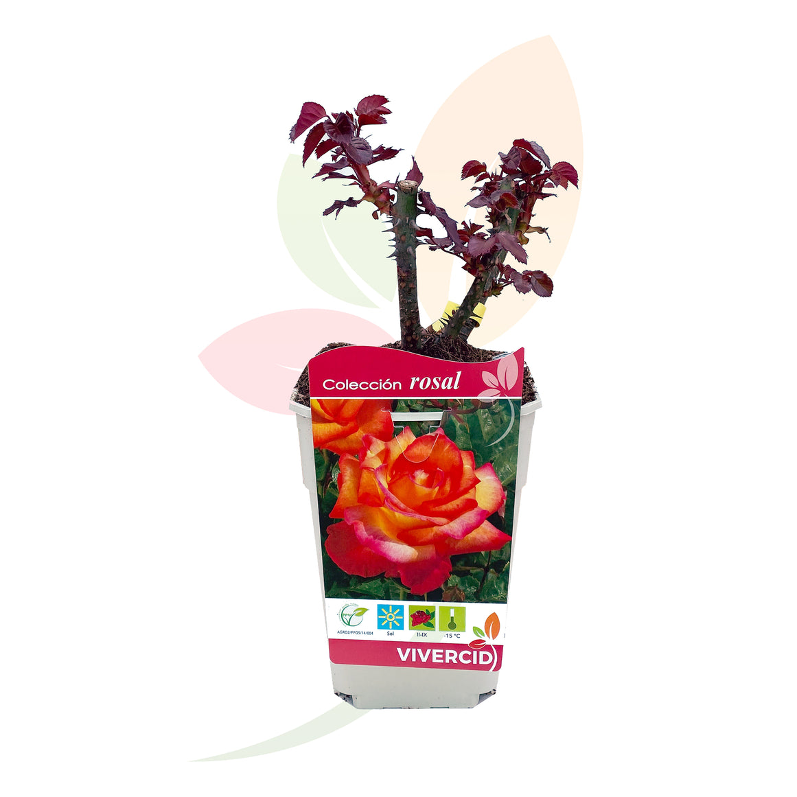 ROSA A FIBRA BASSA BICOLORE ALTEZZA 30/50 CM