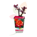ROSA A FIBRA BASSA BICOLORE ALTEZZA 30/50 CM