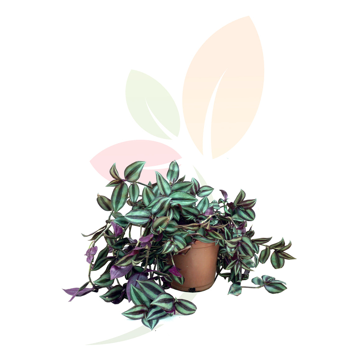 ZEBRINA PENDULA - TRADESCANTIA ZEBRINA 30 CM ALTO