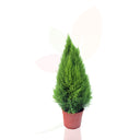 CIPRES GOLD CREST WILMA 40/50 CM ALTO