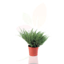 ENEBRO TAPIZANTE - JUNIPERUS MEDIA MINT JULEP 30/40 CM ALTO