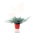 ENEBRO DE CHINA - JUNIPERUS PF.GLAUCA 30/40 CM ALTO