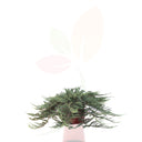 ENEBRO PRINCIPE DE GALES 30/40 CM ALTO