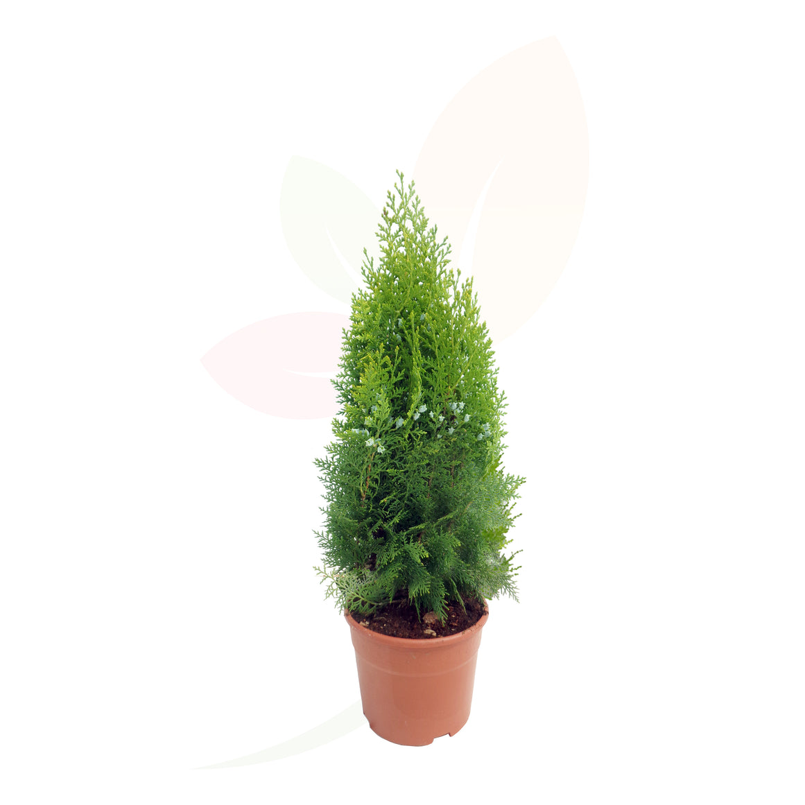Thuja orientale piramidale dorata alta 40/60 cm