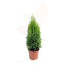 Thuja orientale piramidale dorata alta 40/60 cm