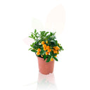 CALAMONCIN - AGRUMES FORTUNELLA MITIS 40 CM DE HAUT