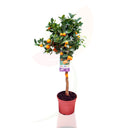 CALAMONCIN - CITRUS FORTUNELLA MITIS COPPA 70/100 CM ALTA