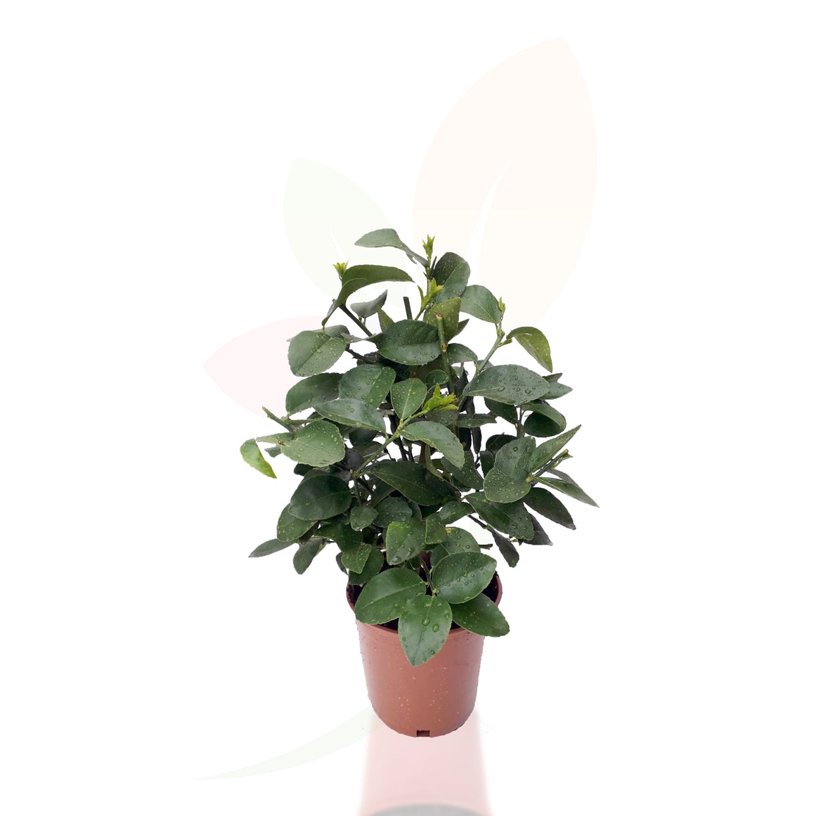 LIMA - COMBAVA CITRUS LATIFOLIA 30/40 CM ALTO