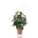 LIMA - COMBAVA CITRUS LATIFOLIA 30/40 CM ALTO