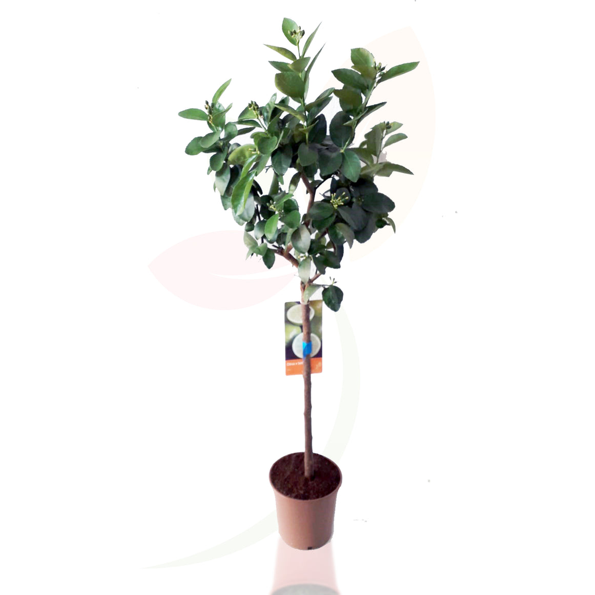 LIMA - COMBAVA CITRUS LATIFOLIA COPA 70/100 CM ALTO
