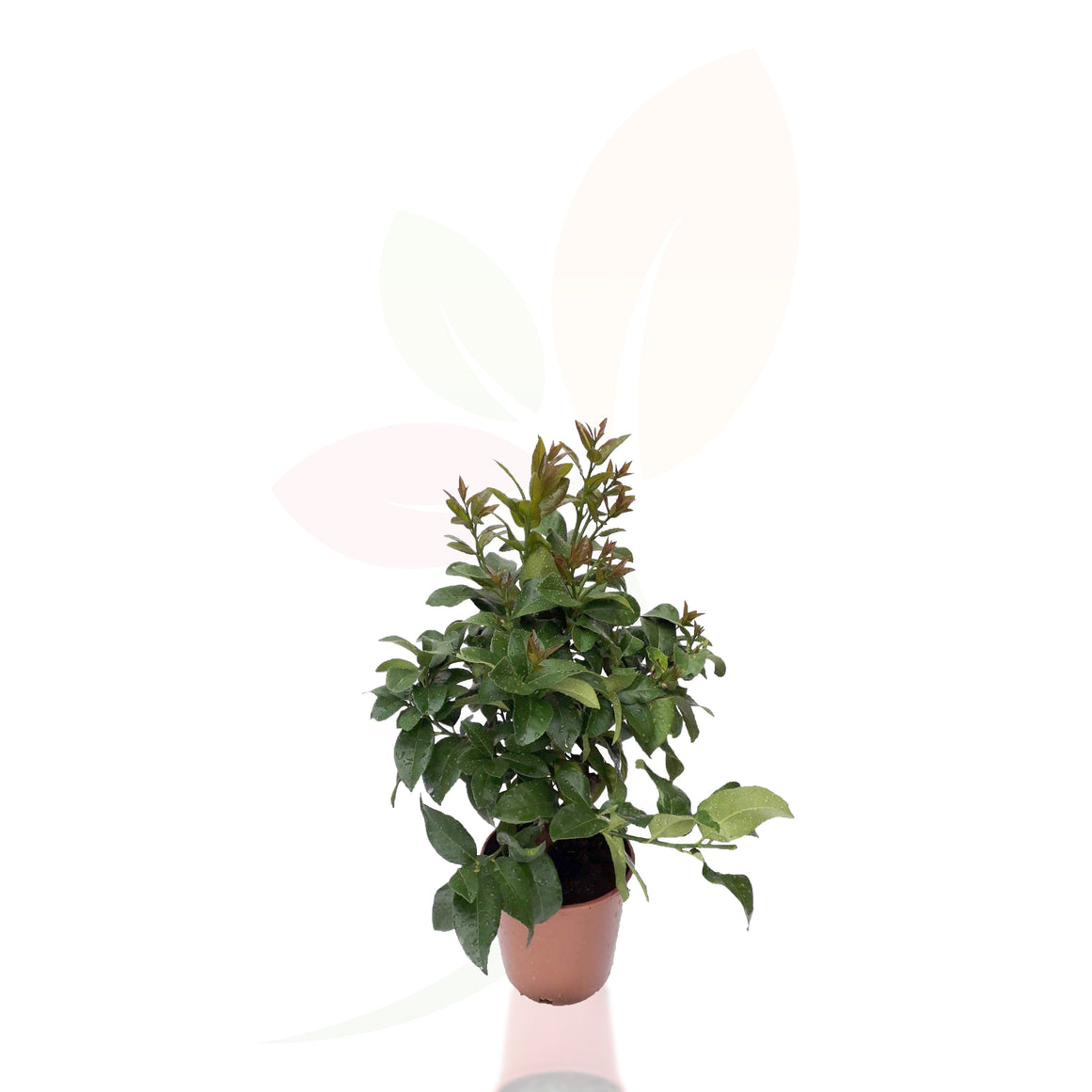 Albero di limone - Citrus Lemon 30/40 cm di altezza