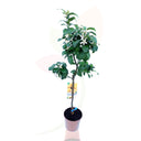 ALBERO DI LIMONI - AGRUMI COPPA DI LIMONE 70/100 CM DI ALTEZZA