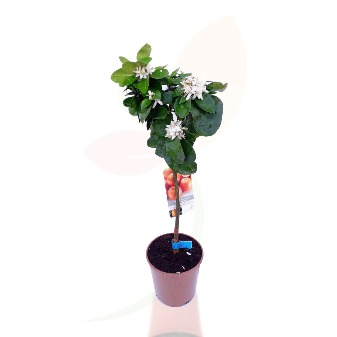 MANDARINE - CITRUS RETICULATA COUPE 80/100 CM DE HAUTEUR