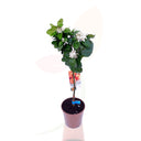 MANDARINO - CITRUS RETICULATA COPPA 80/100 CM DI ALTEZZA