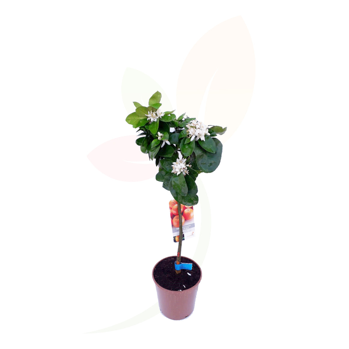 NARANJO - CITRUS SINTESIS COPA 70/100 CM ALTO