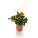 KUMQUAT - AGRUMI FORTUNELLA MARGARITA ALTA 30/40 CM