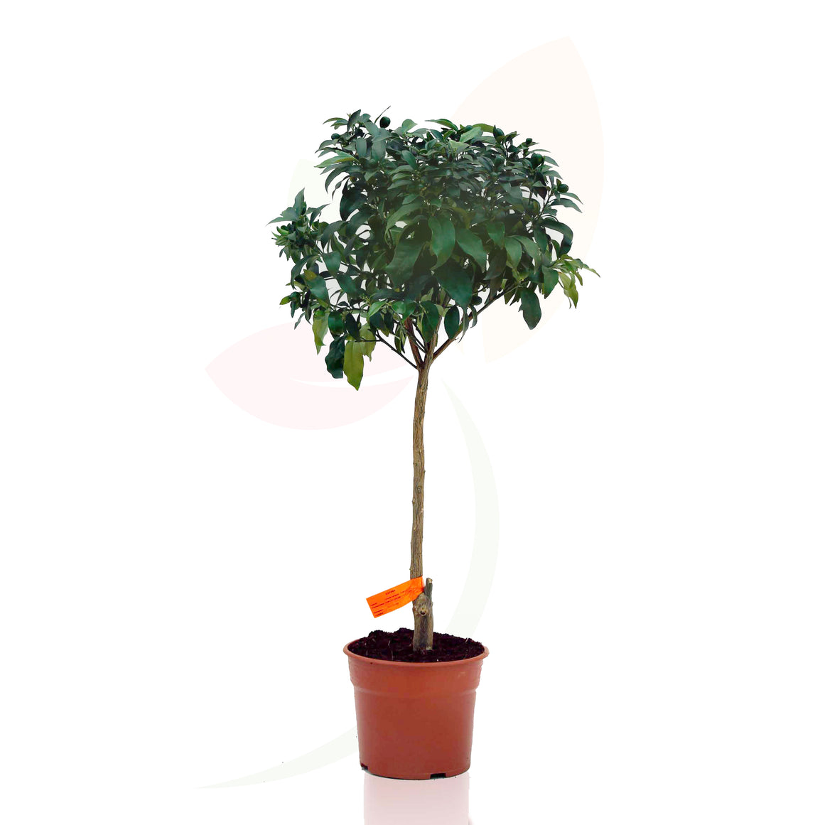 KUMQUAT - TAZZA MARGARITA AGRUMATA FORTUNELLA ALTA 70/100 CM