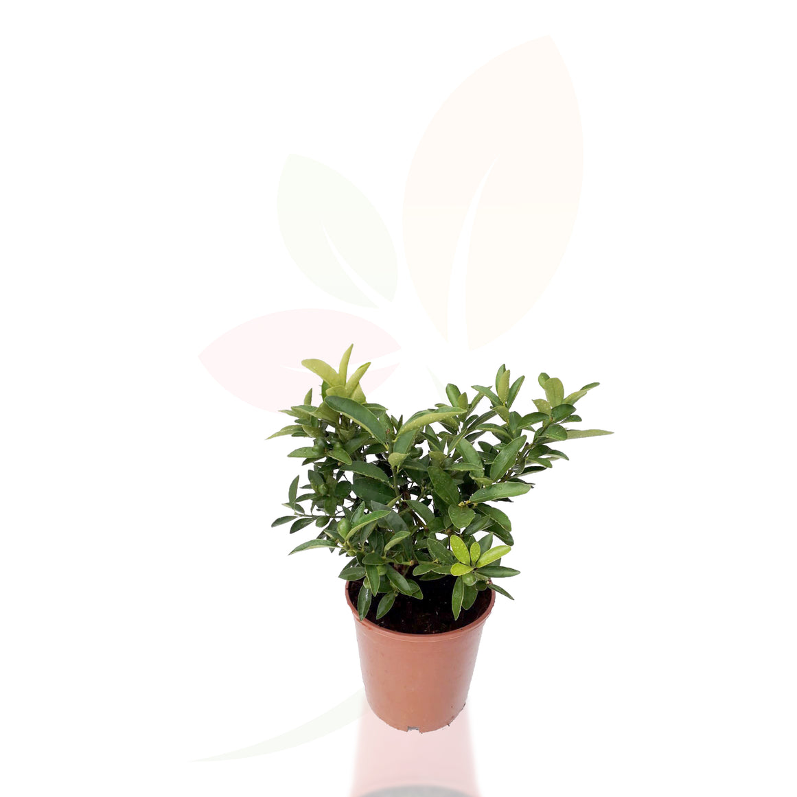 LIMEAQUAT - CITRUS EUSTIS 30/40 CM DI ALTEZZA