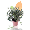 CAVIAR CITRICO - MICROCITRUS AUSTRALASICA 30/40 CM ALTO