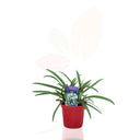 LIRIO AFRICANO BLANCO - AGAPANTHUS 30/40 CM ALTO