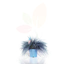 FESTUCA GLAUCA BLU 30/40 CM DI ALTEZZA