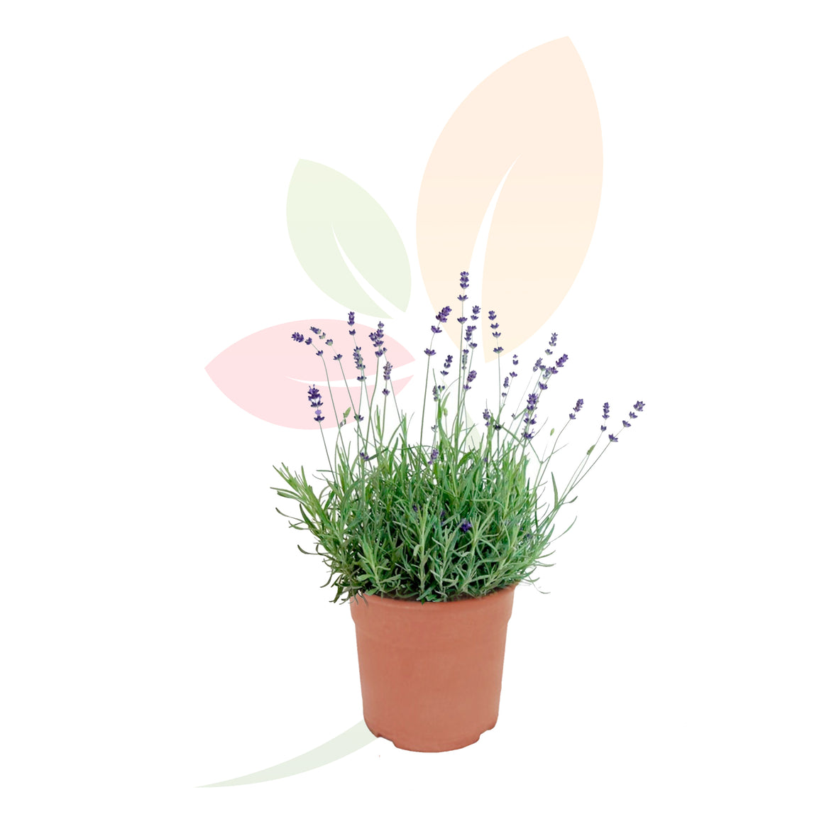 LAVANDA - LAVANDULA ANGUSTIFOLIA 20/30 CM DI ALTEZZA