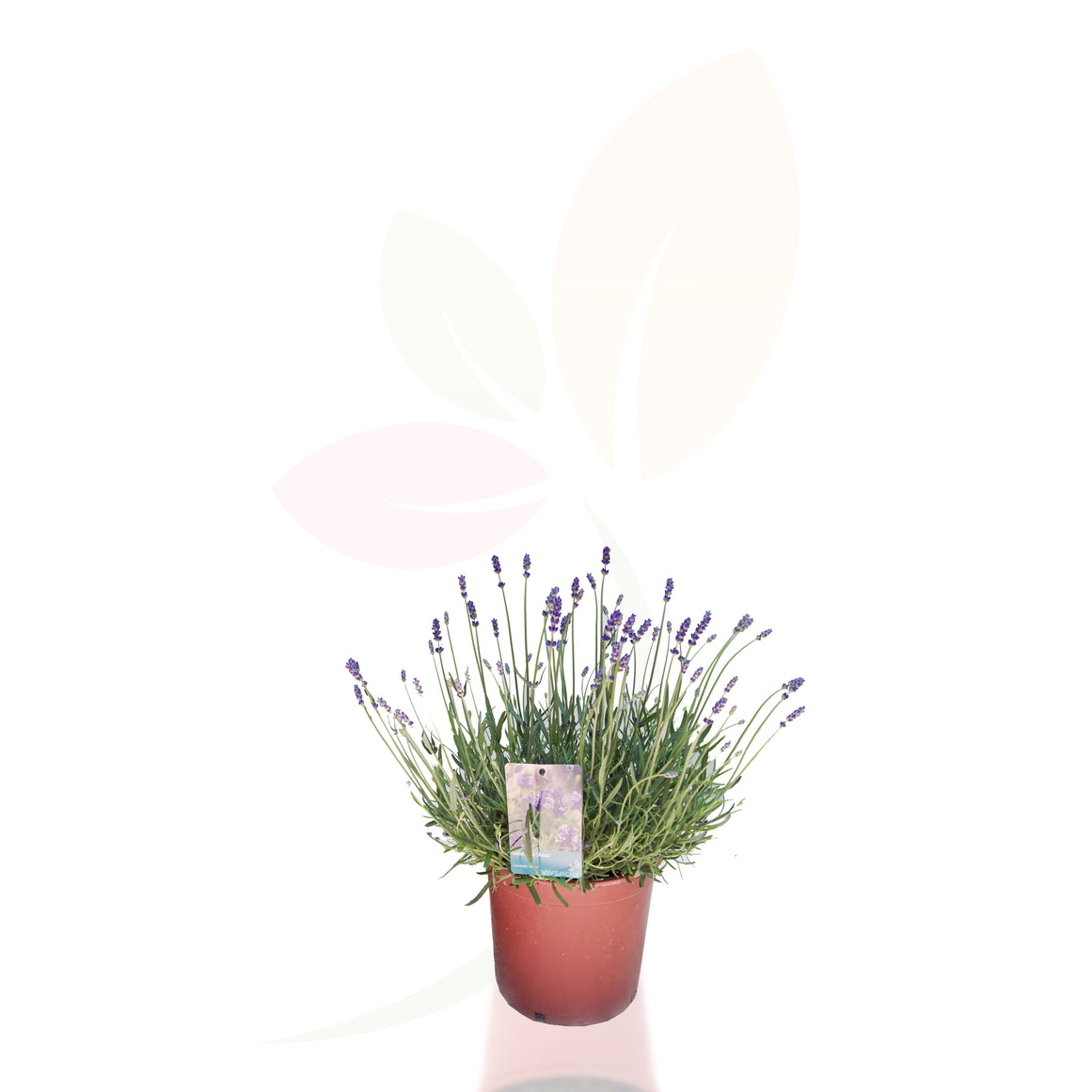 LAVANDA - LAVANDULA ANGUSTIFOLIA HIDCOTE 30/40 CM DI ALTEZZA