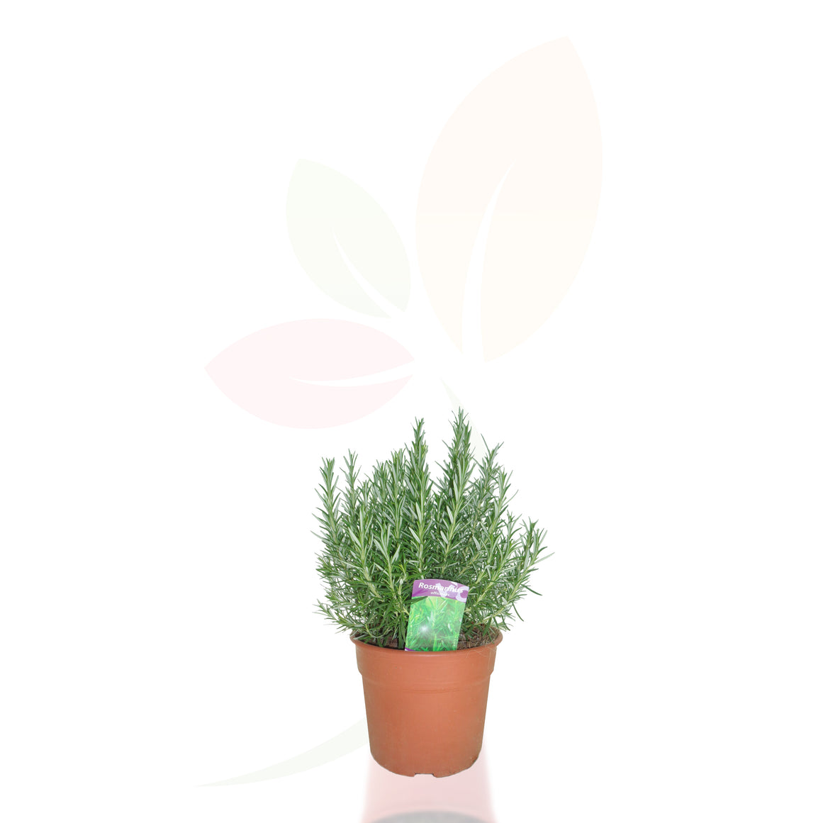 ROSMARINO - ROSMARINUS OFFICINALIS ALTO 30/50 CM